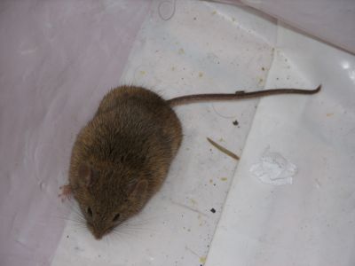 Mus musculus