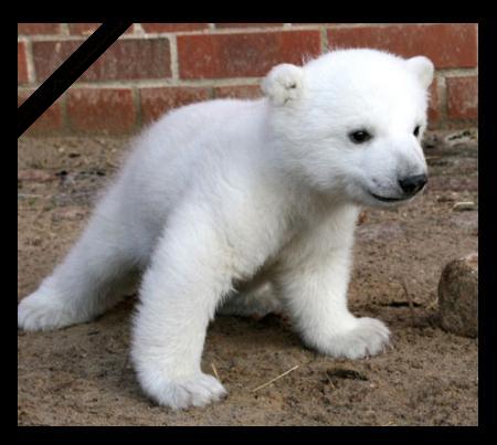 Knut